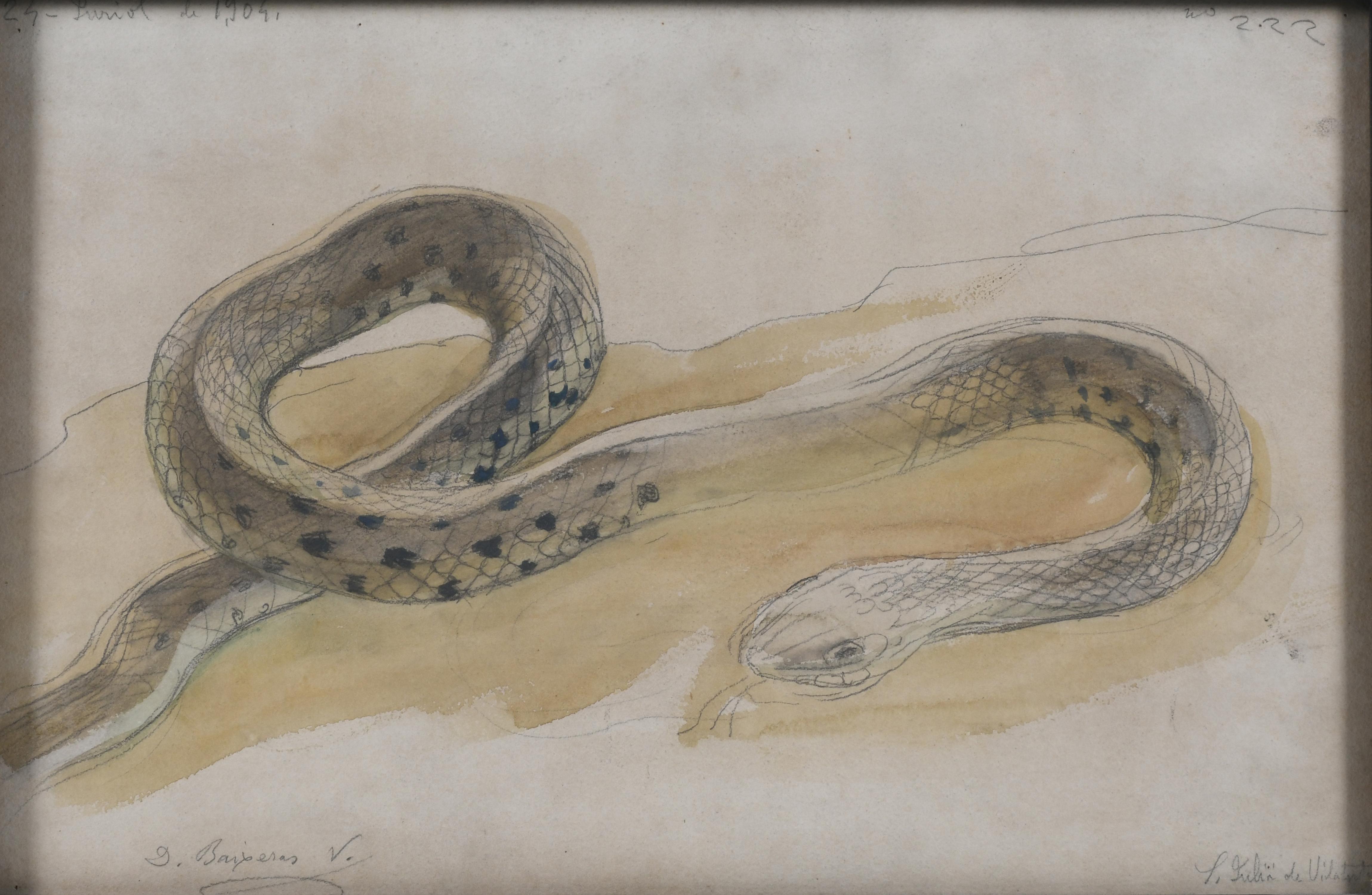 DIONÍS BAIXERAS (1862-1943). "SNAKE" (Sant Julià de Vilator