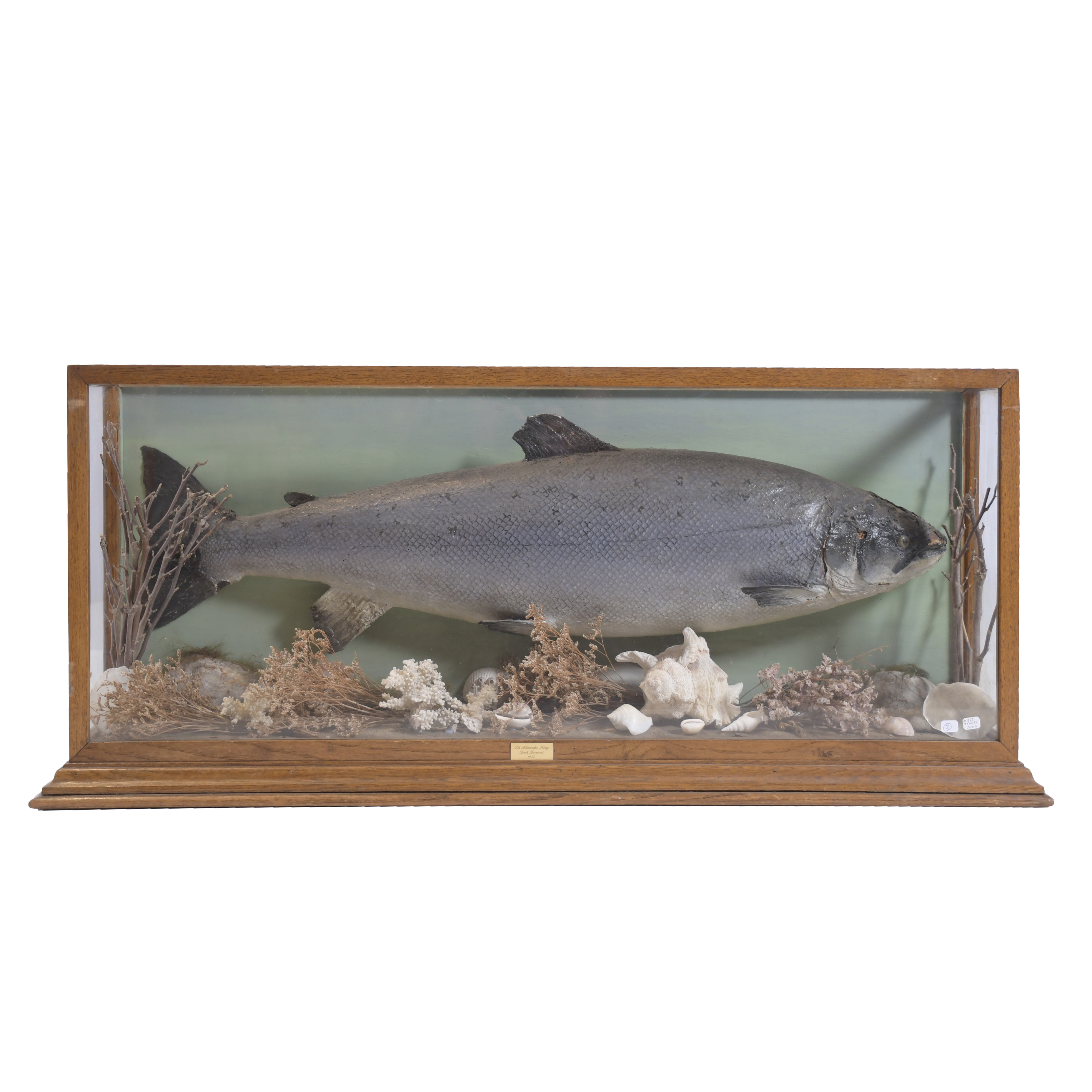 SALMON DIORAMA, 20TH CENTURY. 