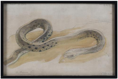 DIONÍS BAIXERAS (1862-1943). "SNAKE" (Sant Julià de Vilator