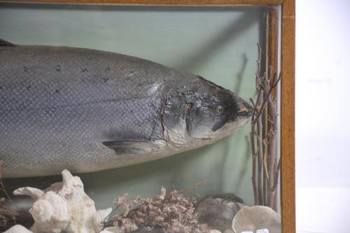 SALMON DIORAMA, 20TH CENTURY. 