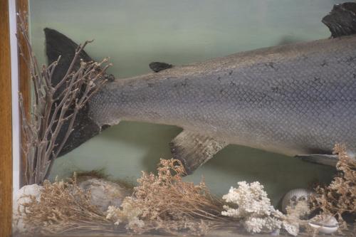 SALMON DIORAMA, 20TH CENTURY. 