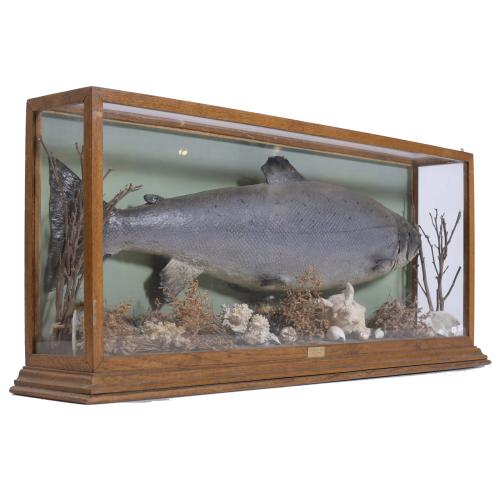 SALMON DIORAMA, 20TH CENTURY. 