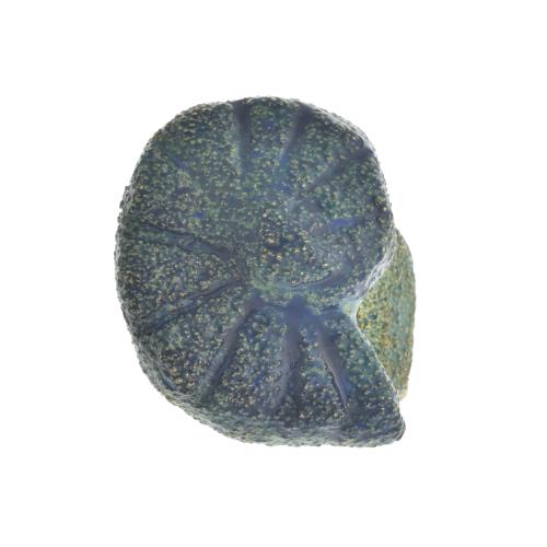 Esther Tenedor, ammonite-shaped ring